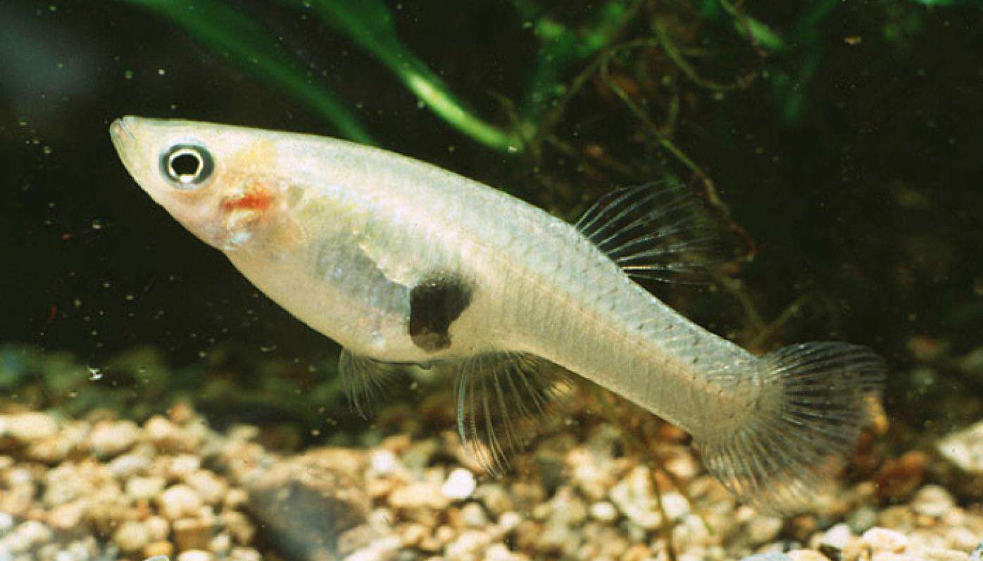 ARC Funding for control of Gambusia