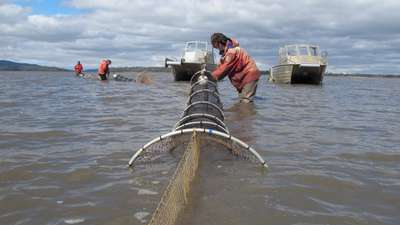 Fyke nets in Lake Sorell being checked by Carp Management Program staff during the juvenile carp survey undertaken in March 2019.