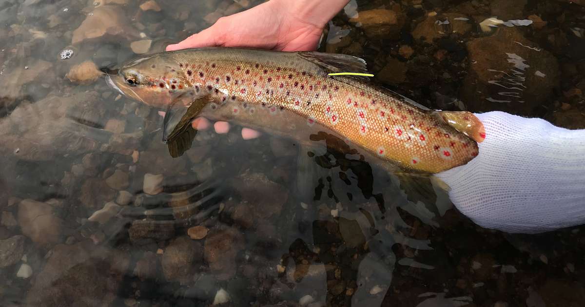 Tasmanian Tagged Trout Promotion - Inland Fisheries Service