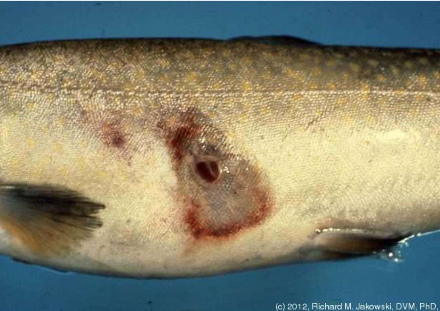 How to Report Suspected Disease in Fish