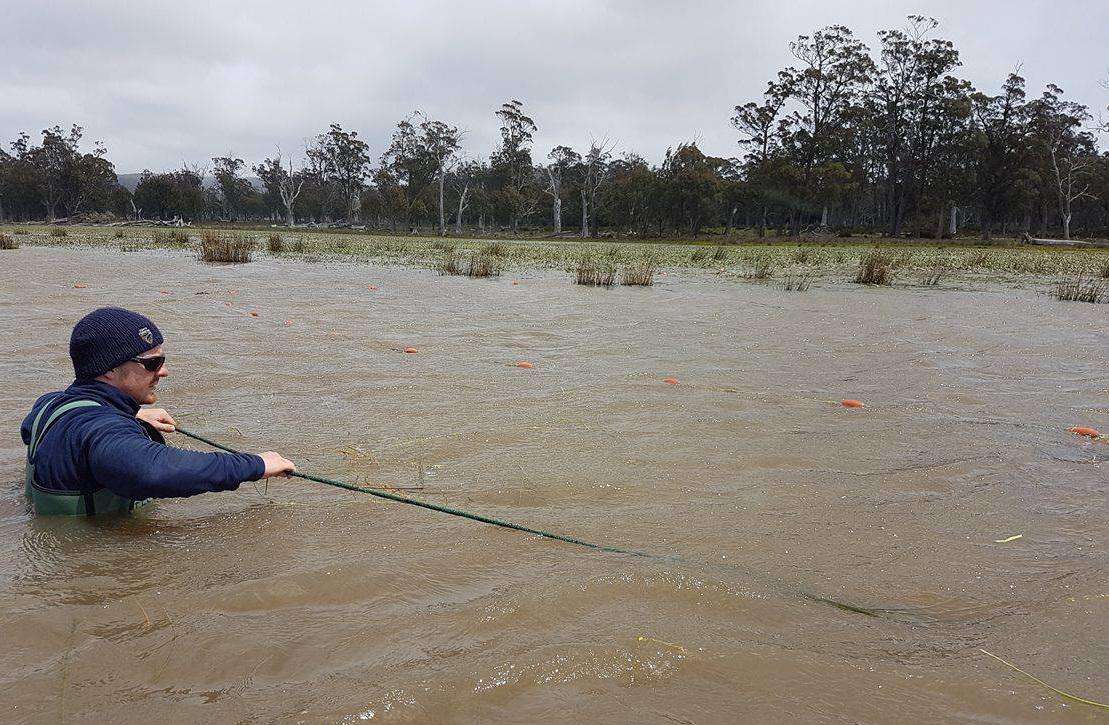 Carp Program on high alert.