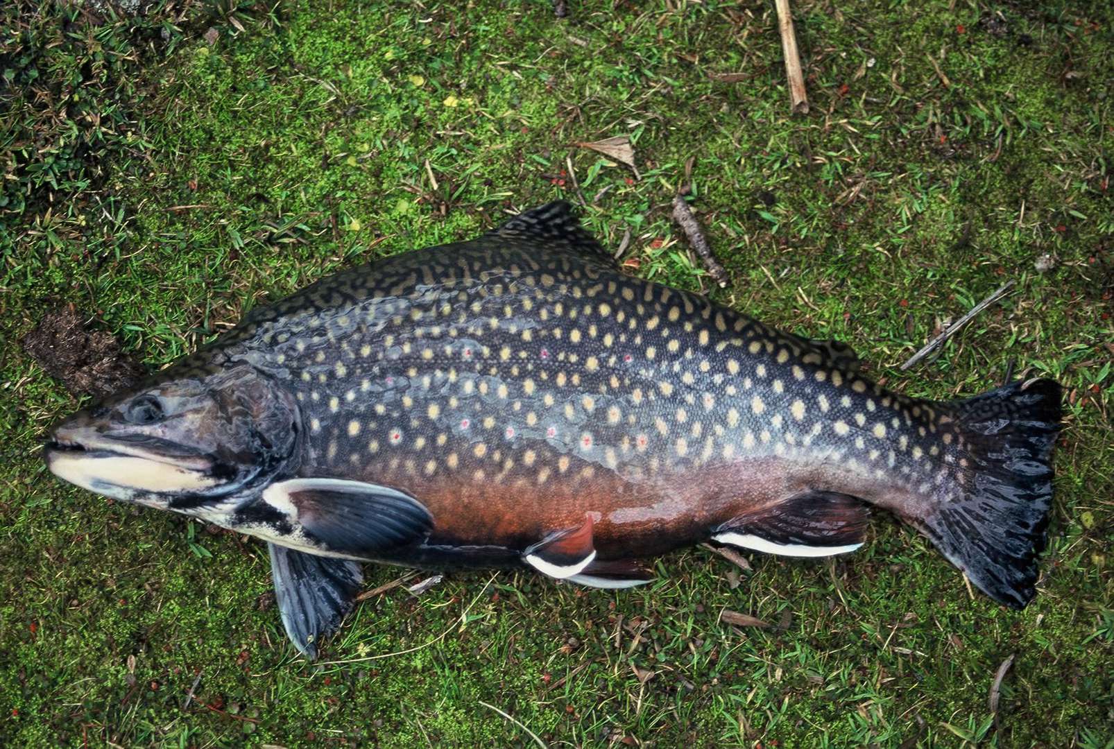 Brook trout the fish at Clarence Lagoon!