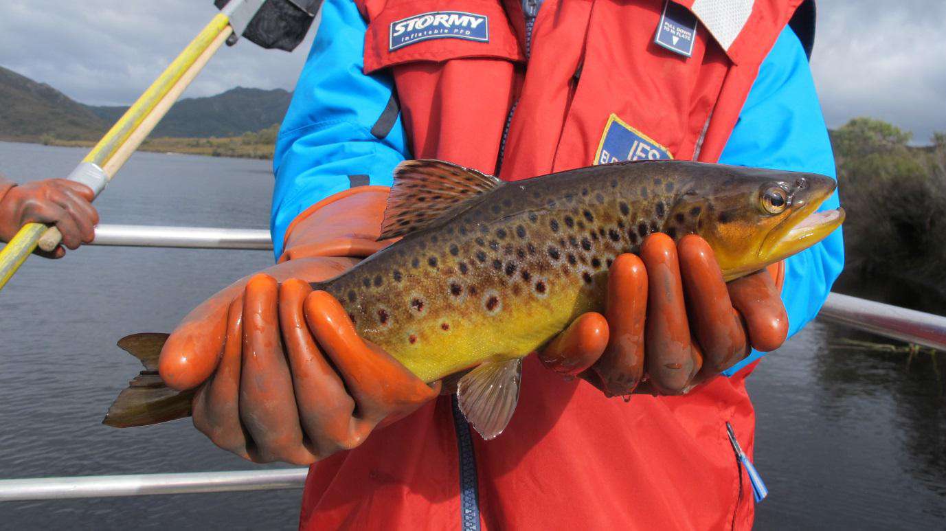 Lake Pedder remains redfin perch free