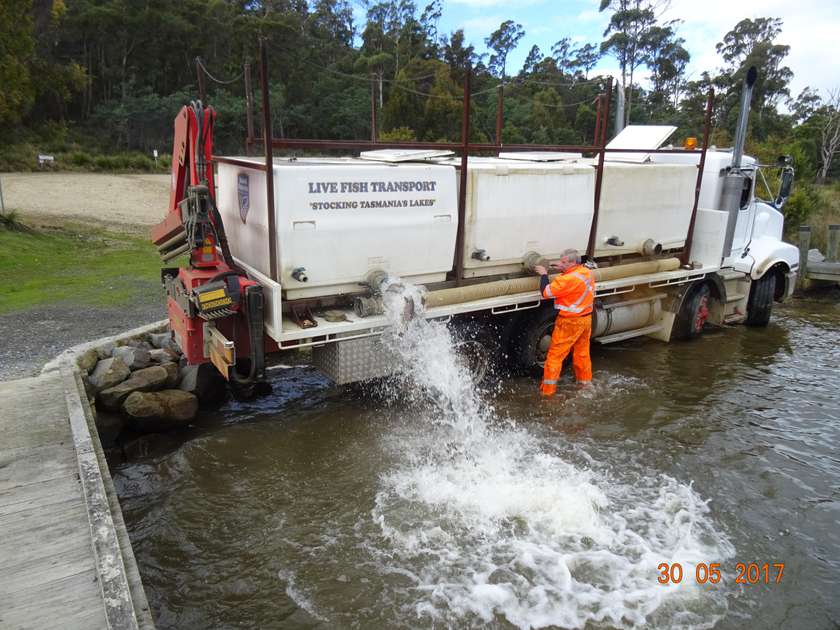Highland trout to Four Springs