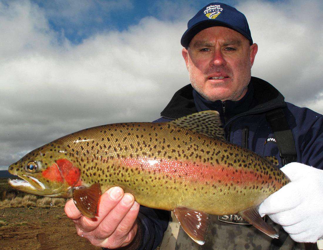 Rainbow Trout spawning run promises great rewards
