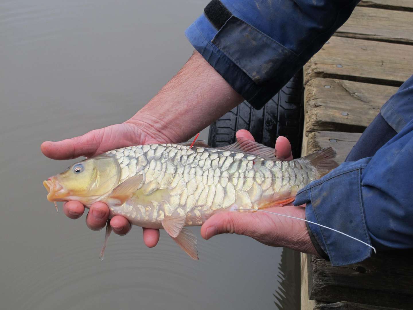Carp program gears up for intensive fish down this summer