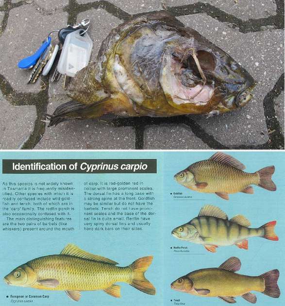 Phew, it’s tench, not carp.