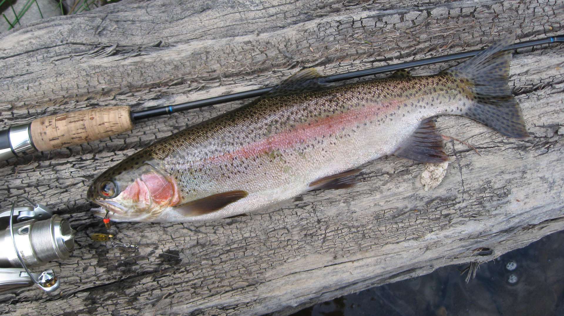 Rainbow trout waters open midnight tonight