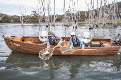 Wild brown trout Tasmania