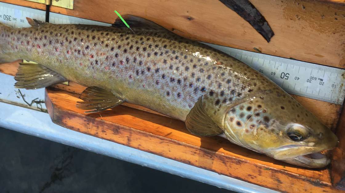 Anglers’ Report Tagged fish from the Bradys Chain of Lakes
