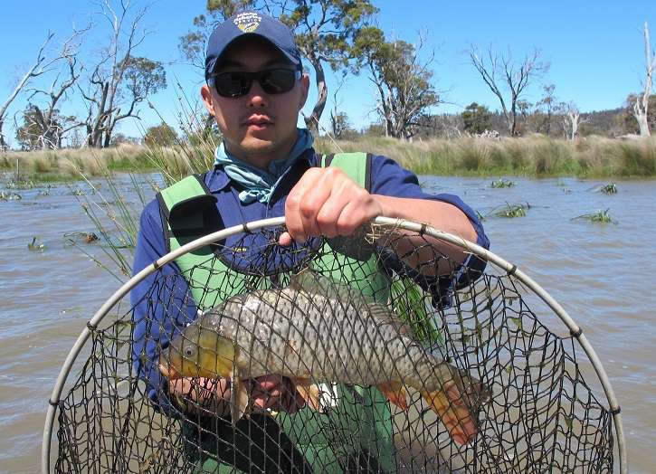 Carp Management Program update on Lake Sorell