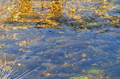 trout Liawenee Canal