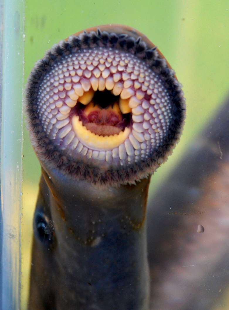 NEW PUBLICATION The Southern Hemisphere lampreys (Geotriidae and