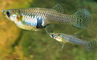 Making sure your fish are pets not pests.