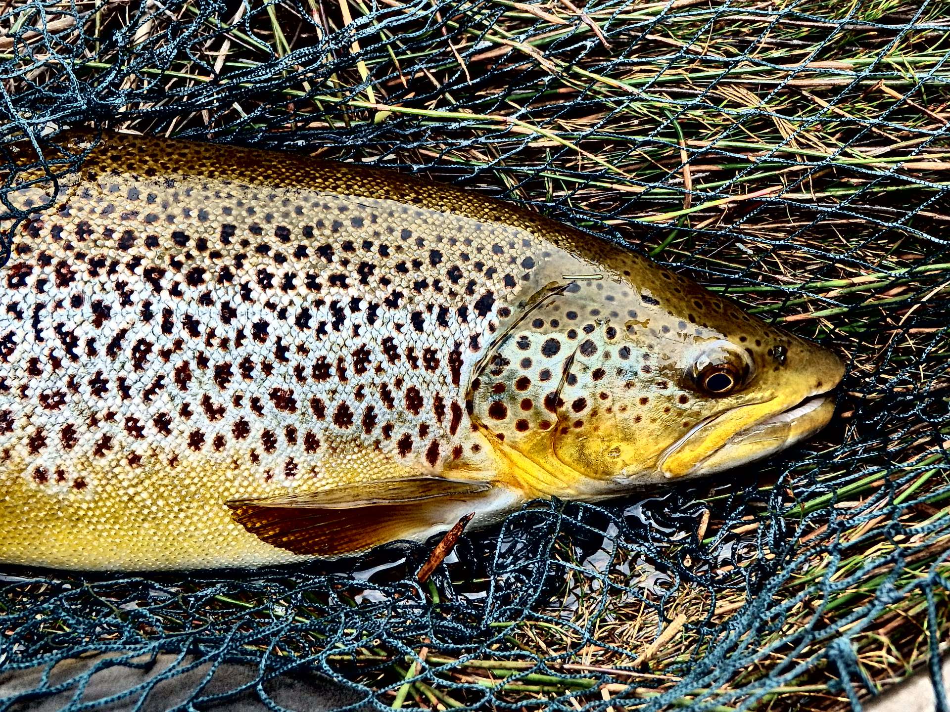 Brown Trout Size Chart