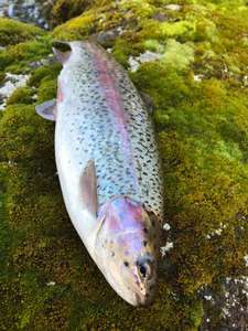 rainbow trout