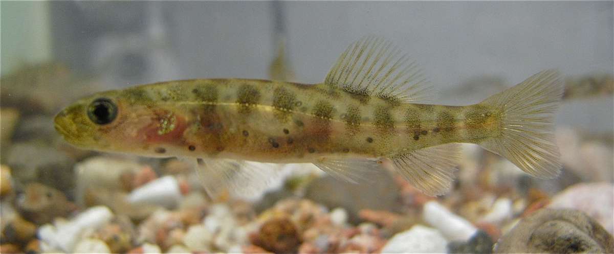 Penstock and Shannon Lagoons – Native fish monitoring