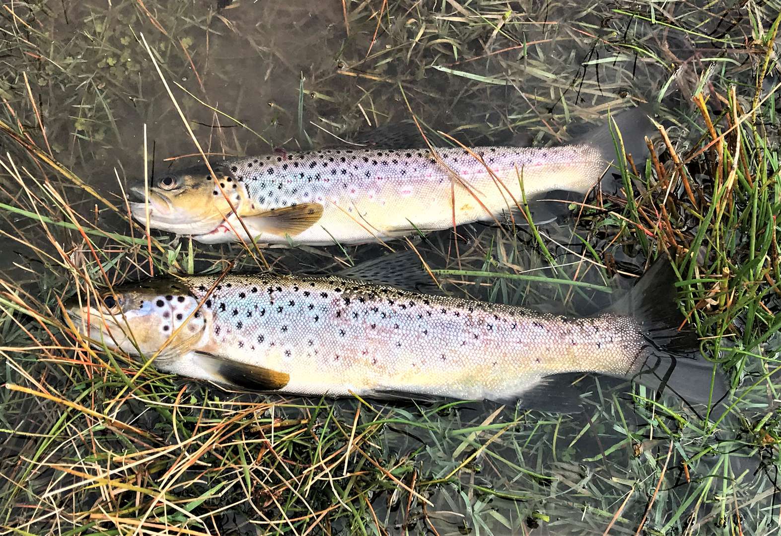 Huntsman Lake fishing well