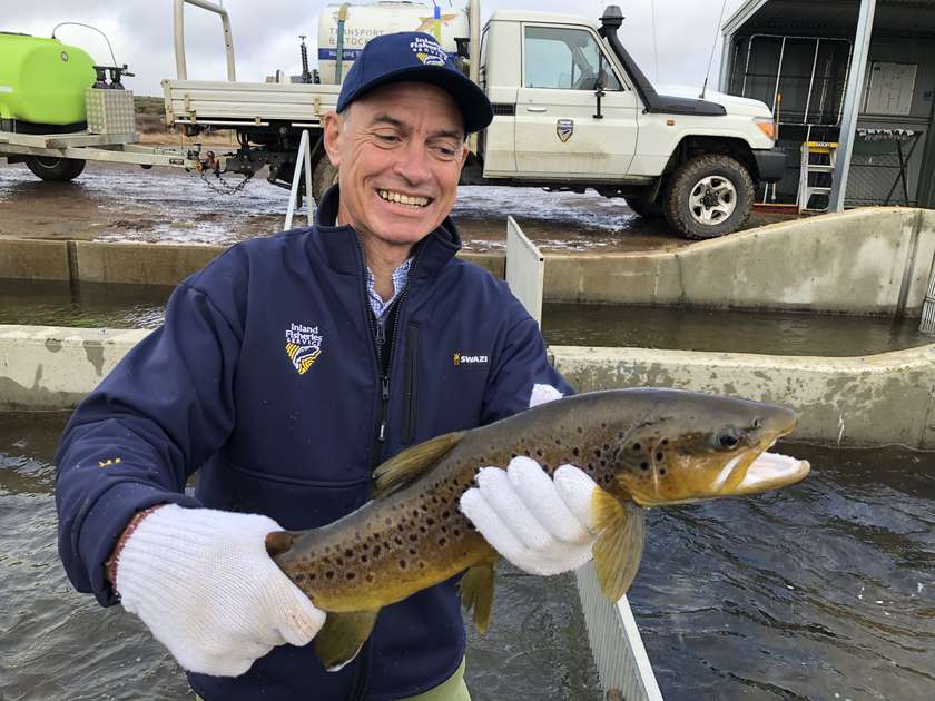Brown trout spawning run in full flight on the Central Highlands