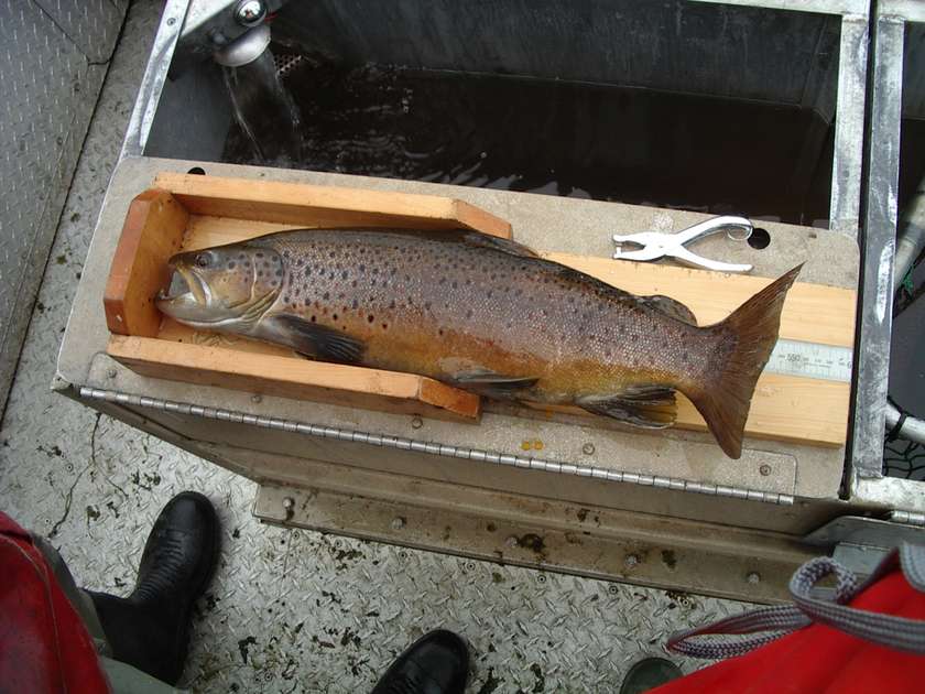 BE AWARE - Penstock Lagoon Fish Survey