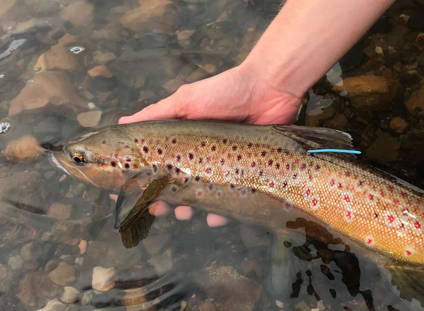 No better time to Trout fish Tasmania