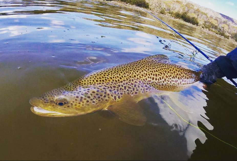 Tasmania Trout Fishing Photo Competition winners announced