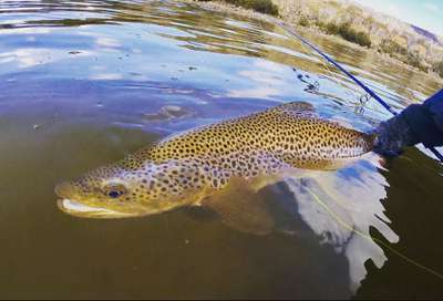 Trout fish tasmania brown trout