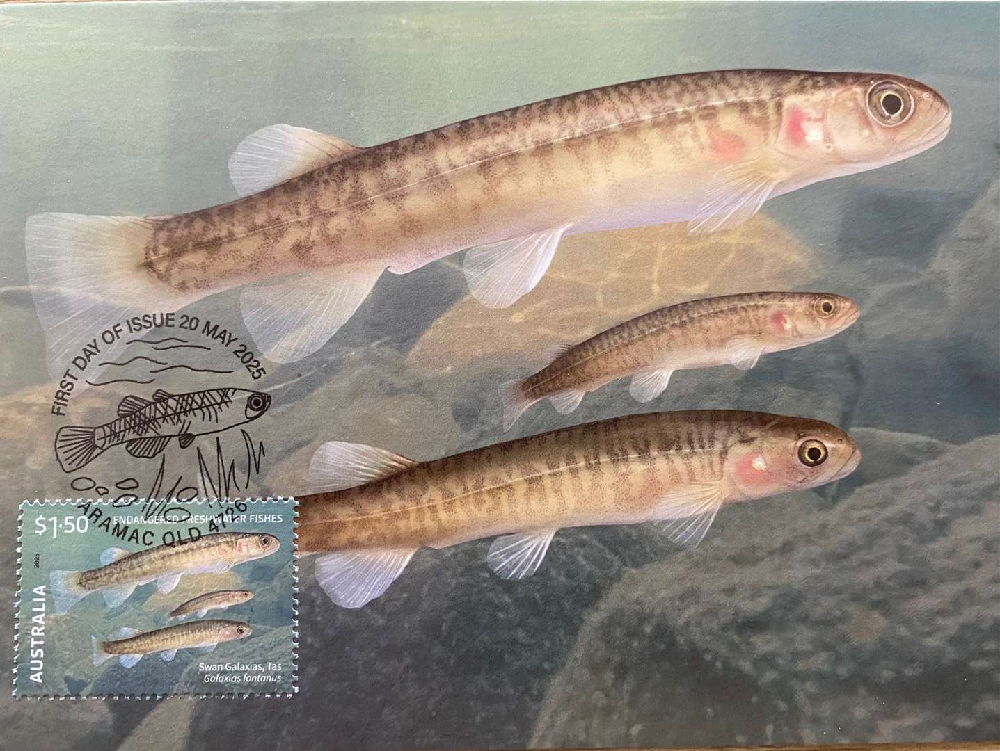 Tasmanian Threatened Freshwater Fish Makes a Stamp on Recovery
