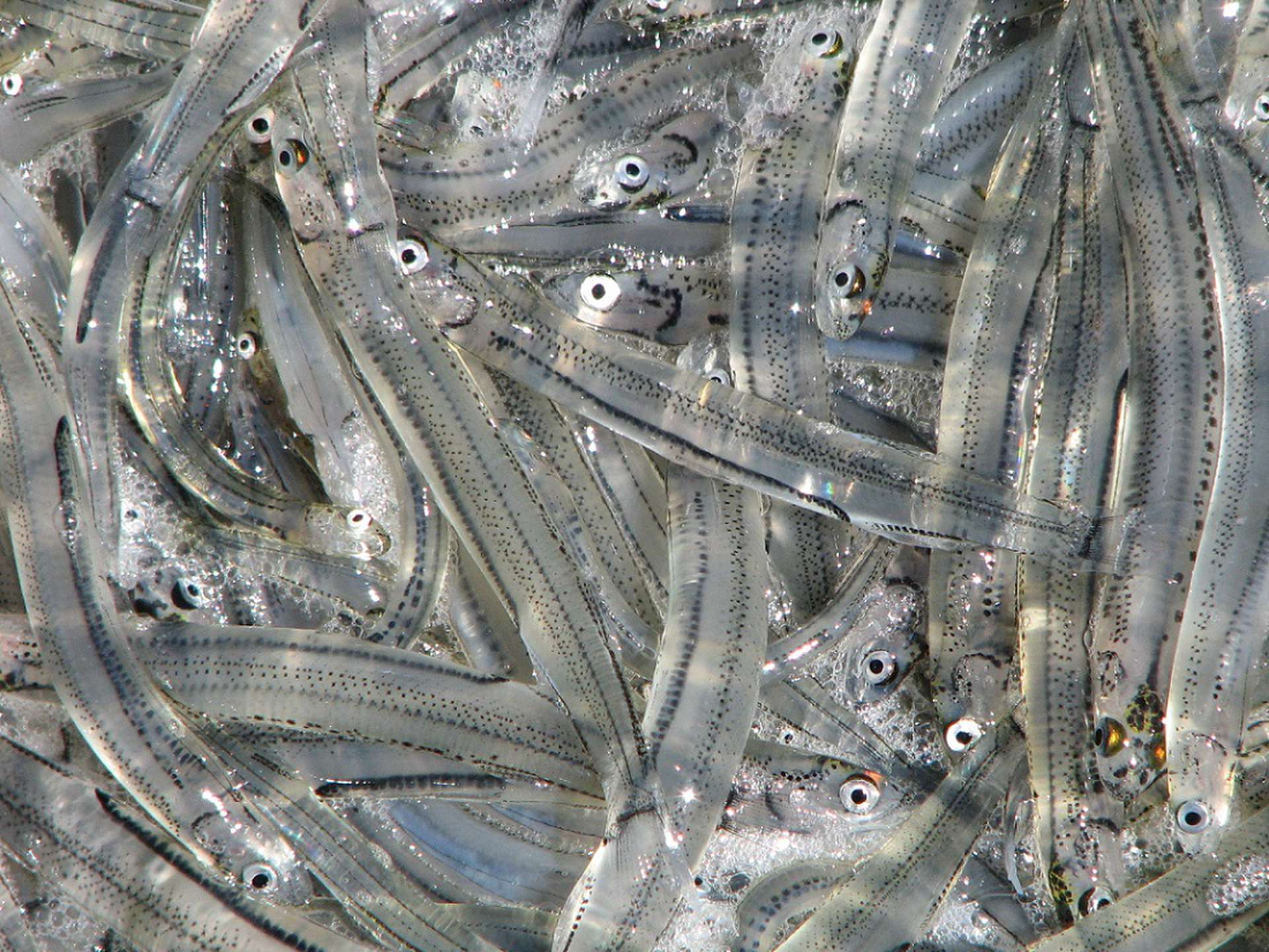 Whitebait Recreational Fishery - Inland Fisheries Service