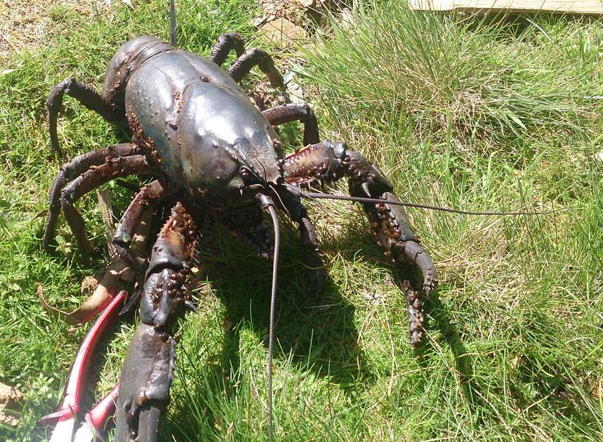 Largest ever fine for poaching giant freshwater crayfish