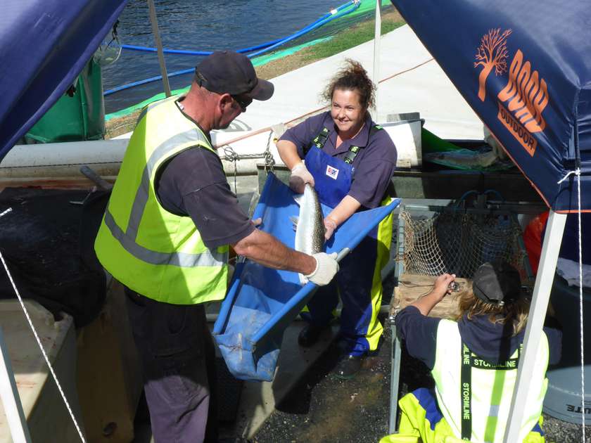 Meadowbank Lake stocked with salmon