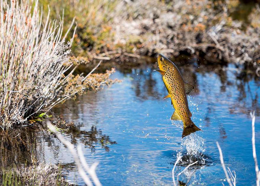 Tasmanian Trout Fishing Photo Competition winners!