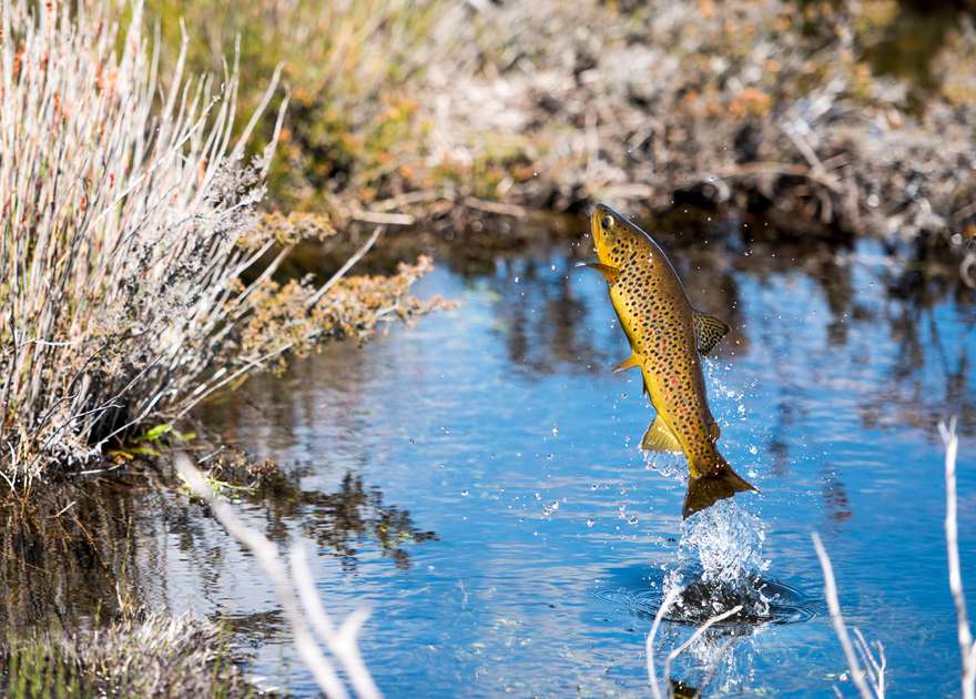 Start shooting for 2017-18 Tasmania Trout Fishing Photo Competition