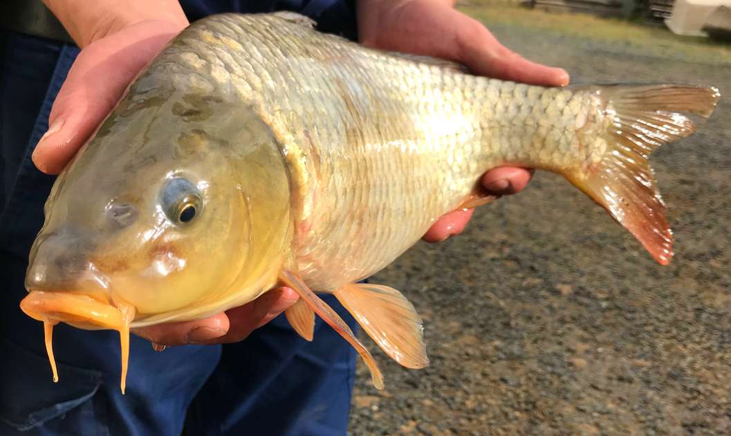 Online Training Resource Case Study - The eradication of common carp ...