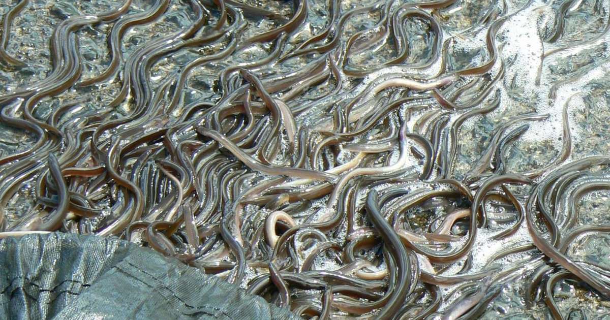 Commercial Eel Fishery - Inland Fisheries Service