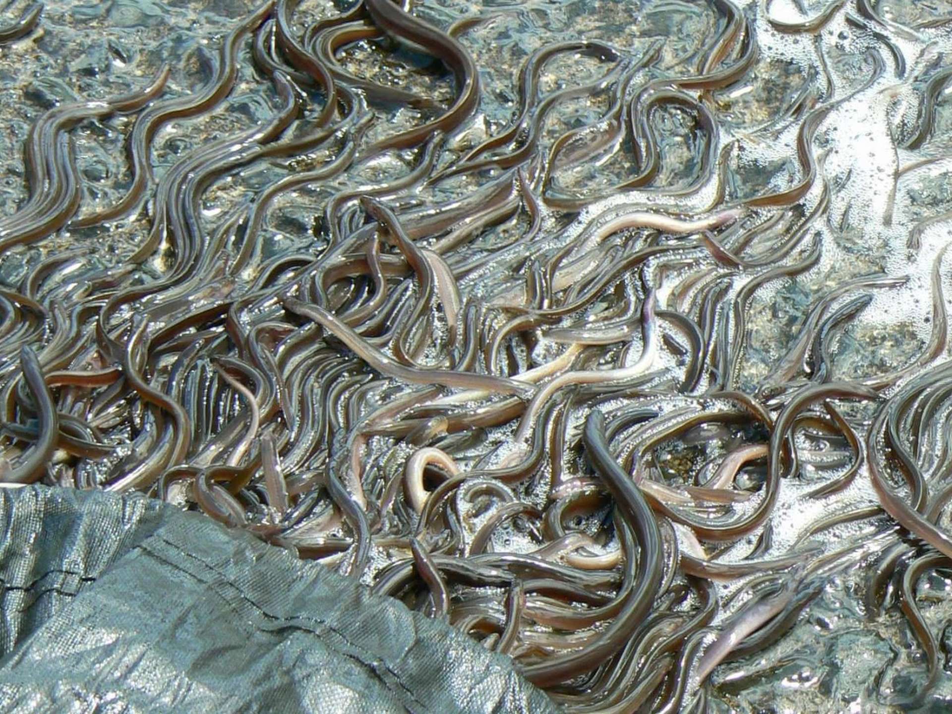 Young elvers (juvenile eels) writhing in shallow water after being captured for relocation as part of Tasmania’s commercial eel fishery operations.
