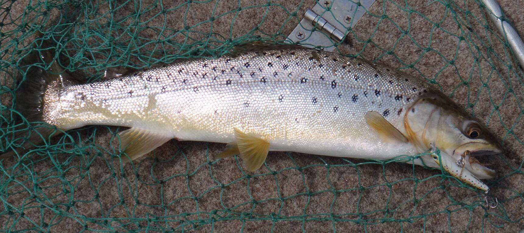 West Coast Rivers Now is the time!