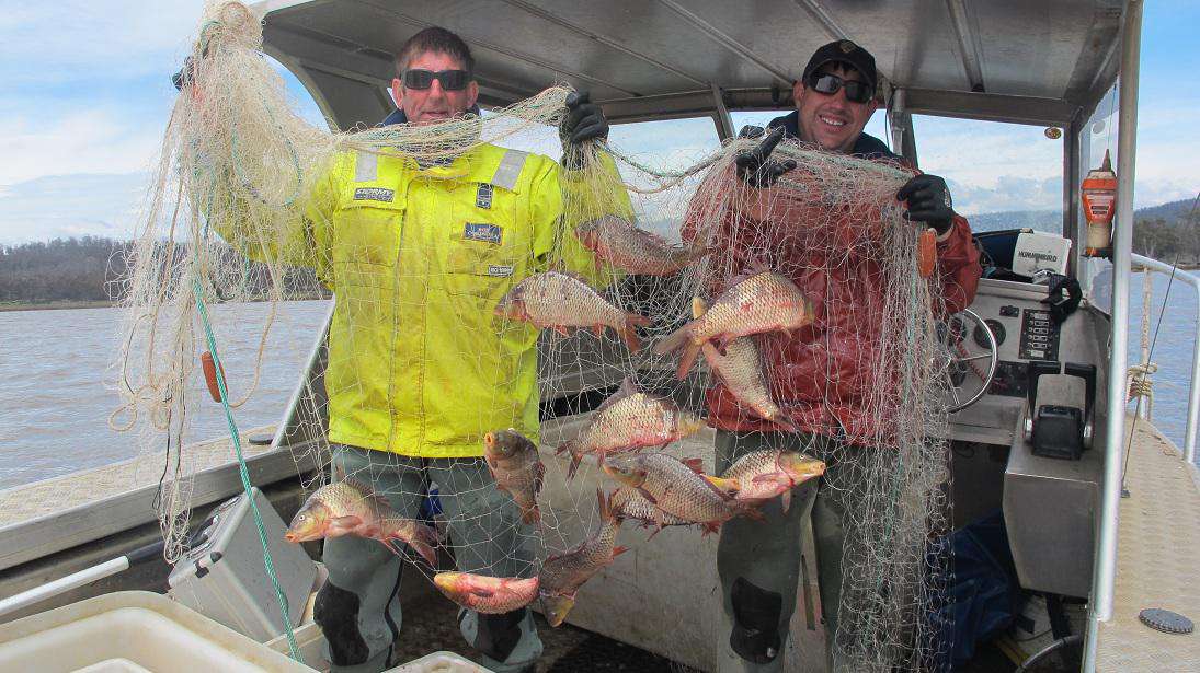Carp management update for the last quarter of 2013