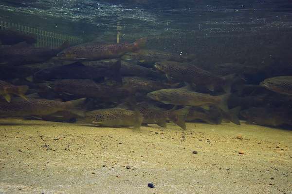 Lake King William Wild Trout Brown Trout Relocation Program