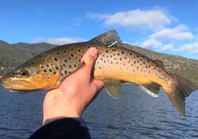 River Derwent tagged trout study wild brown trout with white tag.