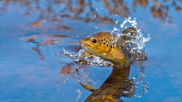 Photo of a brown trout catching a damsel fly