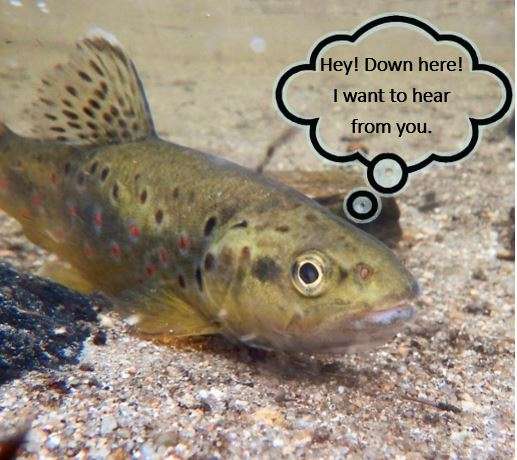 Freshwater Angling Forums – we would like to hear from you.