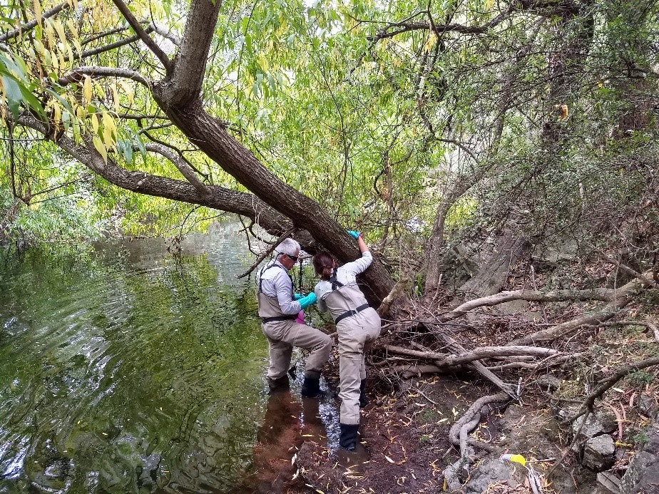 Derwent Catchment Program - willow warriors volunteers undertaking the 'drilling and filling' willow control technique on the riverbank of the Tyenna River.