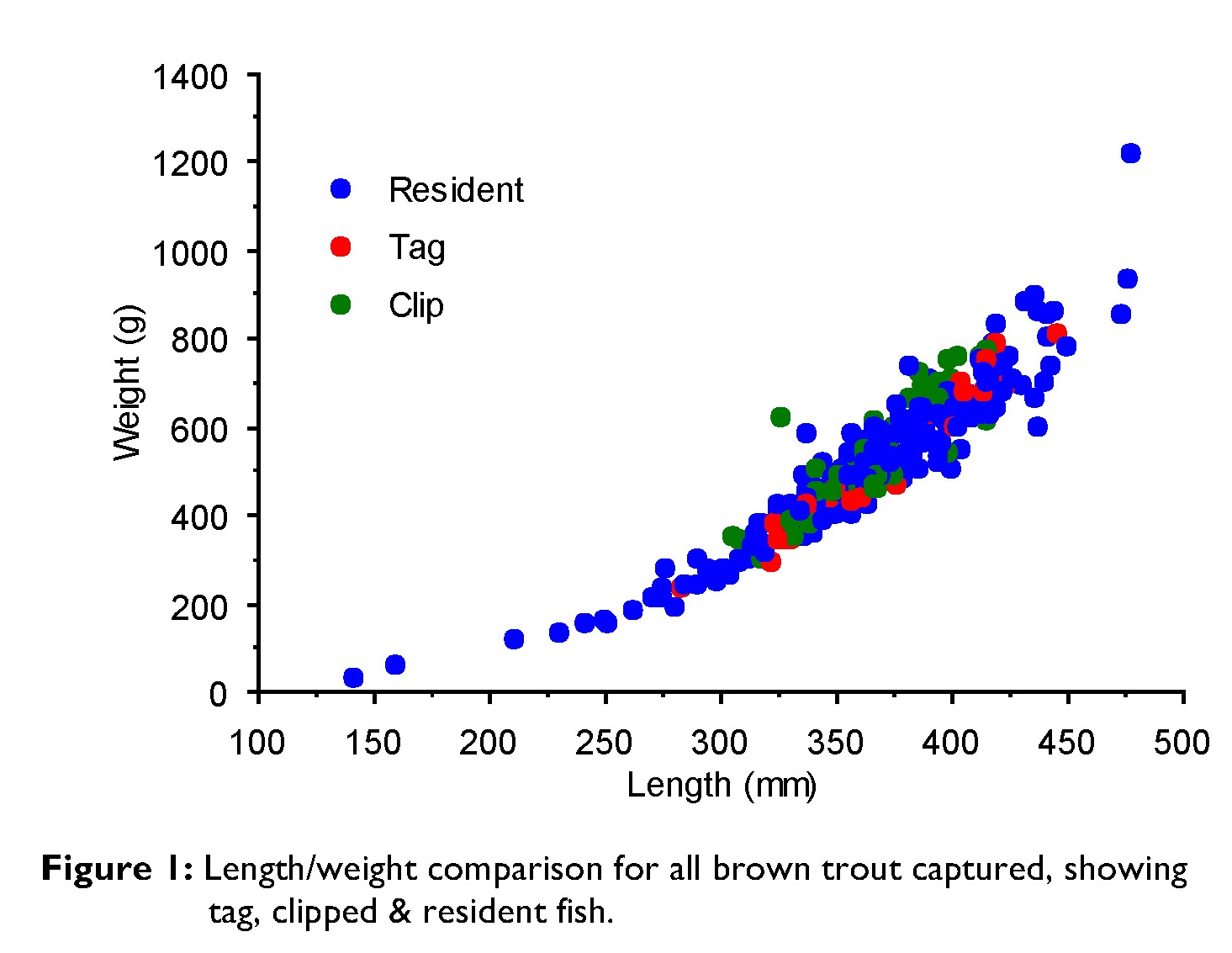 Length/weight comparison for all brown trout captured, showing tag, clipped & resident fish.