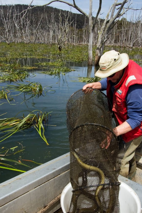 Commercial eel fishing