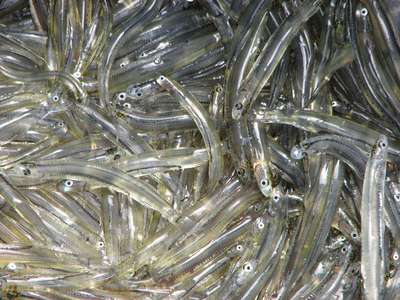 whitebait season fishing ready tasmanian australian species prev next au remains till thursday opens sunday november october open