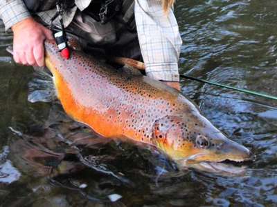 Trout Week- Fishing Australia — Inland Fisheries Service - Managing