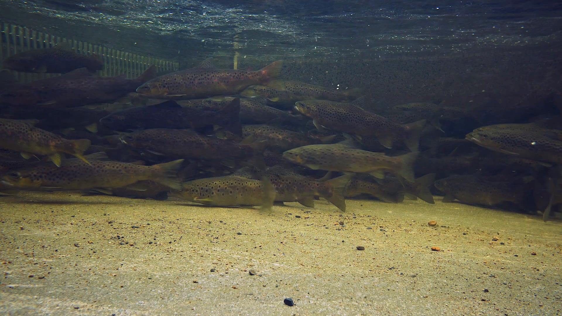 Tasmania's wild brown trout fishery established in 1864, is one of the best in the world.