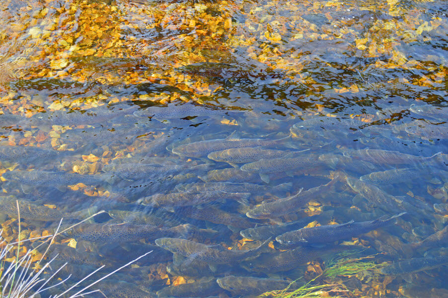 Come and see the brown trout on their annual spawning migration in Tasmania’s central highlands.